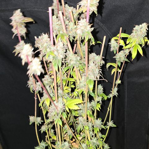 Grand Daddy Purple 🌌 growlog timeline photo