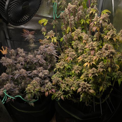 Grand Daddy Purple 🌌 growlog timeline photo