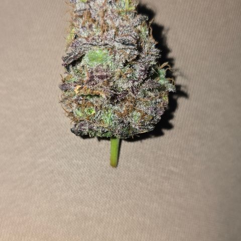 Somango XL 🥭 growlog timeline photo