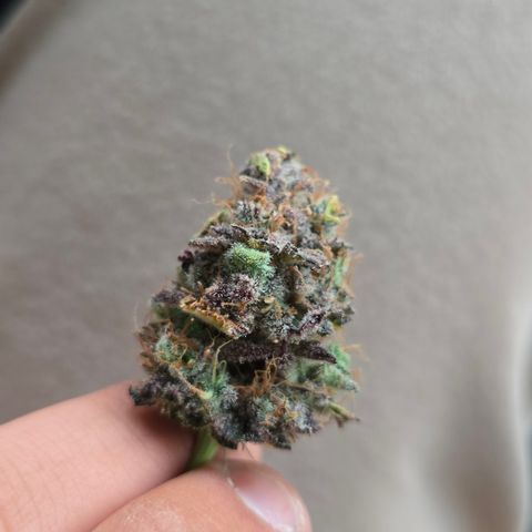 Somango XL 🥭 growlog timeline photo