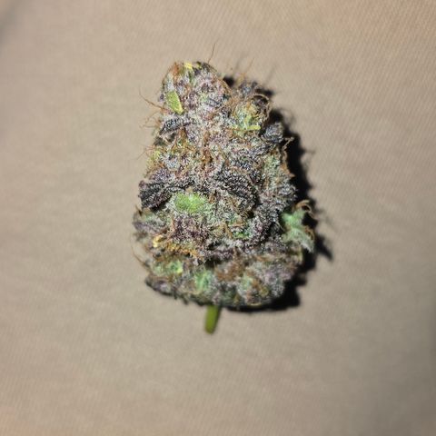 Somango XL 🥭 growlog timeline photo