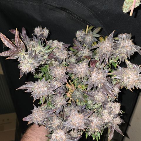 Somango XL 🥭 growlog timeline photo