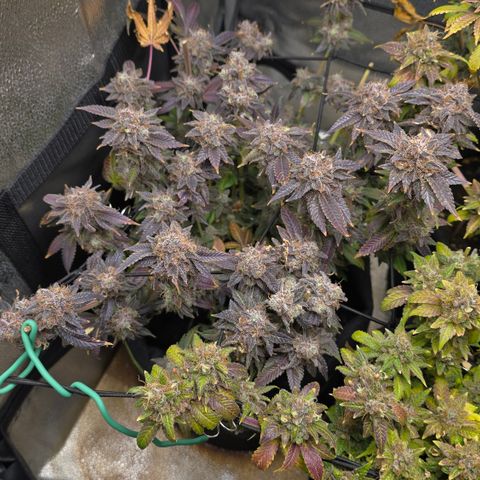 Somango XL 🥭 growlog timeline photo