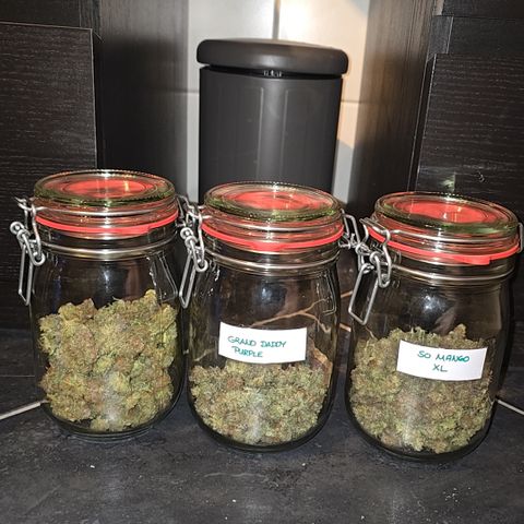 Somango XL 🥭 growlog timeline photo