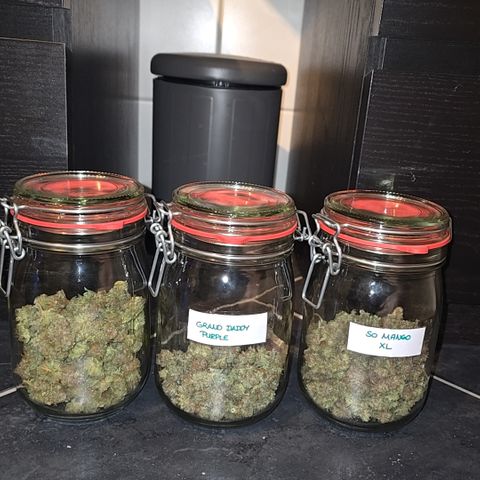 Somango XL 🥭 growlog timeline photo