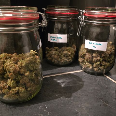 Somango XL 🥭 growlog timeline photo