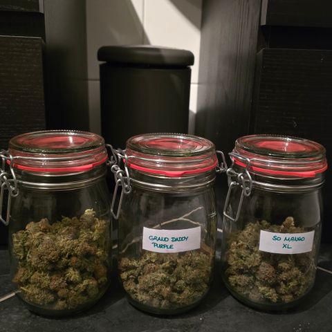 Somango XL 🥭 growlog timeline photo