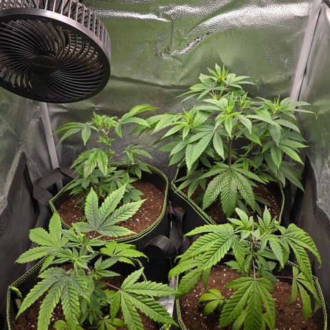 Northern Light Blue 🌌 [TOPPING + LST / SCROG] growlog timeline photo