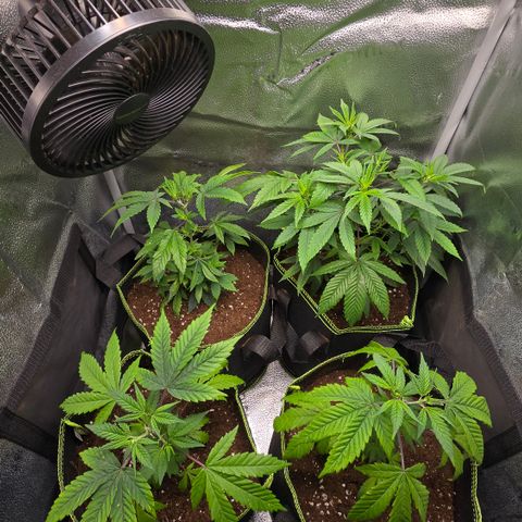 Northern Light Blue 🌌 [TOPPING + LST / SCROG] growlog timeline photo
