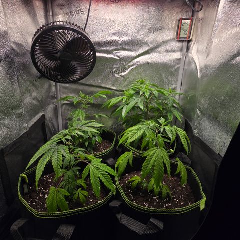 Northern Light Blue 🌌 [TOPPING + LST / SCROG] growlog timeline photo