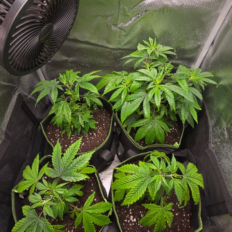 Northern Light Blue 🌌 [TOPPING + LST / SCROG] growlog timeline photo