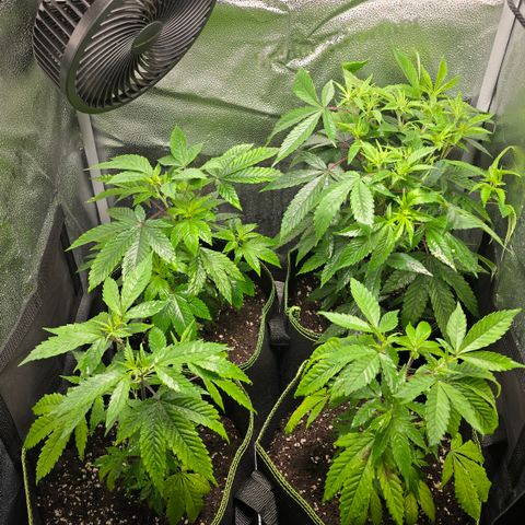 Taffy Tang 🫐 [TOPPING + LST / SCROG] growlog timeline photo