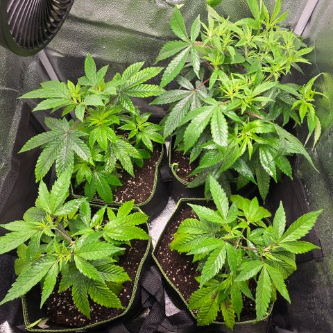Northern Light Blue 🌌 [TOPPING + LST / SCROG] growlog timeline photo
