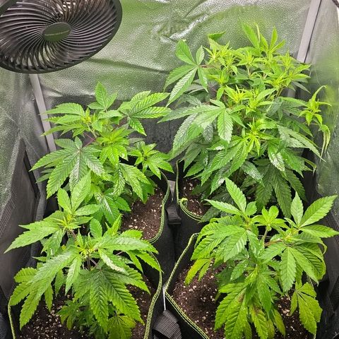 Northern Light Blue 🌌 [TOPPING + LST / SCROG] growlog timeline photo