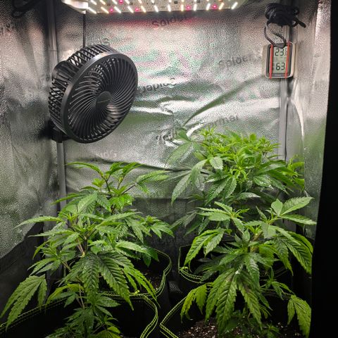 Northern Light Blue 🌌 [TOPPING + LST / SCROG] growlog timeline photo