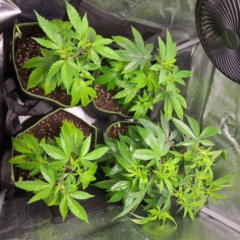 Northern Light Blue 🌌 [TOPPING + LST / SCROG] growlog timeline photo