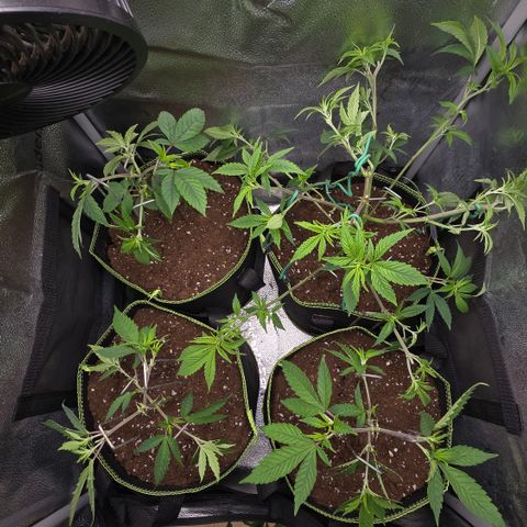 Northern Light Blue 🌌 [TOPPING + LST / SCROG] growlog timeline photo