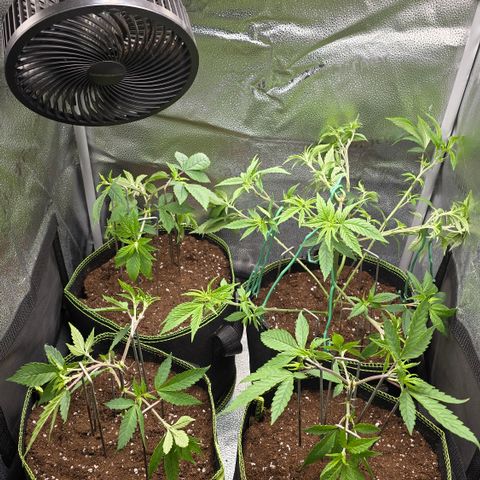 Northern Light Blue 🌌 [TOPPING + LST / SCROG] growlog timeline photo