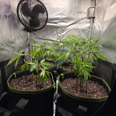 Northern Light Blue 🌌 [TOPPING + LST / SCROG] growlog timeline photo