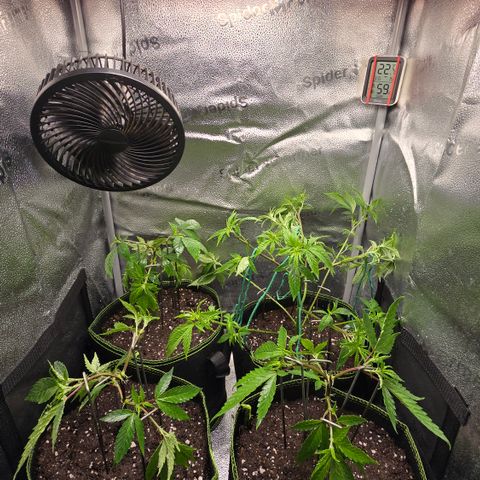 Northern Light Blue 🌌 [TOPPING + LST / SCROG] growlog timeline photo