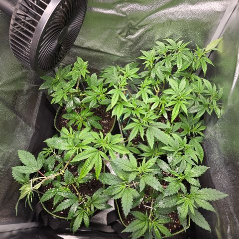 Northern Light Blue 🌌 [TOPPING + LST / SCROG] growlog timeline photo