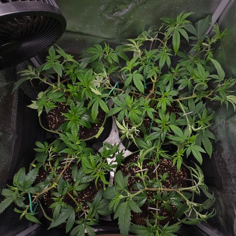 Northern Light Blue 🌌 [TOPPING + LST / SCROG] growlog timeline photo