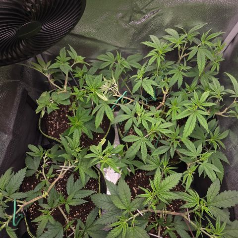 Northern Light Blue 🌌 [TOPPING + LST / SCROG] growlog timeline photo