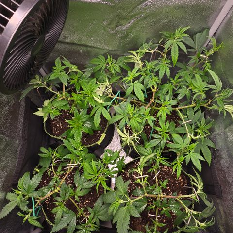Taffy Tang 🫐 [TOPPING + LST / SCROG] growlog timeline photo
