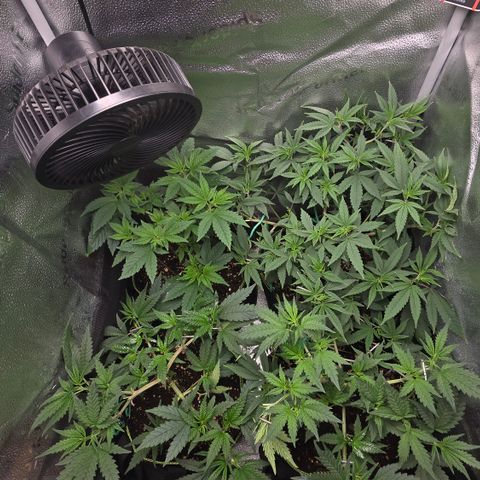 Taffy Tang 🫐 [TOPPING + LST / SCROG] growlog timeline photo