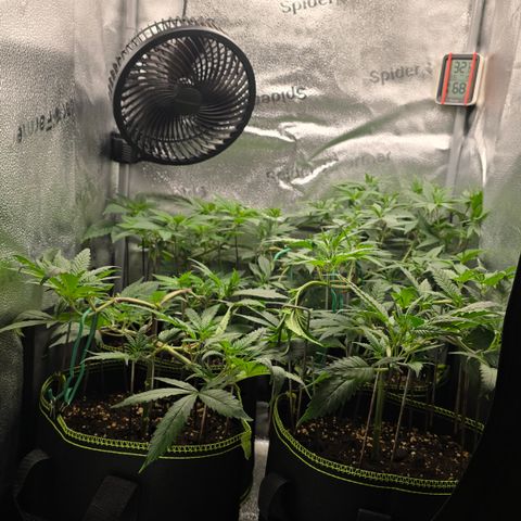Northern Light Blue 🌌 [TOPPING + LST / SCROG] growlog timeline photo