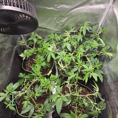 Northern Light Blue 🌌 [TOPPING + LST / SCROG] growlog timeline photo