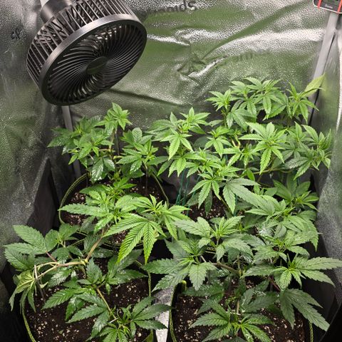 Northern Light Blue 🌌 [TOPPING + LST / SCROG] growlog timeline photo