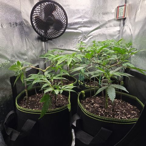 Northern Light Blue 🌌 [TOPPING + LST / SCROG] growlog timeline photo