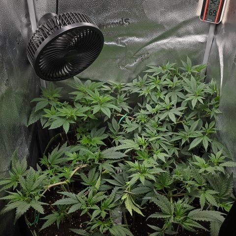 Taffy Tang 🫐 [TOPPING + LST / SCROG] growlog timeline photo