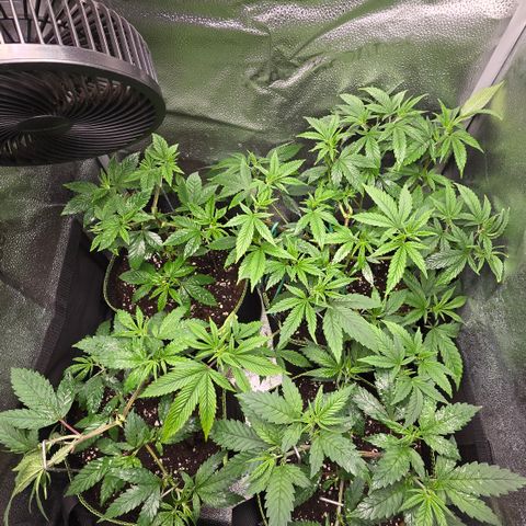 Taffy Tang 🫐 [TOPPING + LST / SCROG] growlog timeline photo