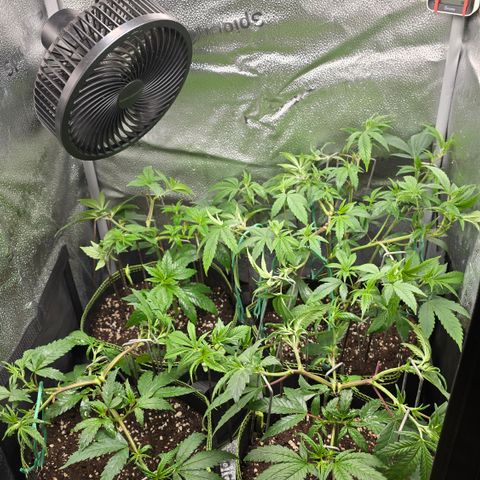 Northern Light Blue 🌌 [TOPPING + LST / SCROG] growlog timeline photo