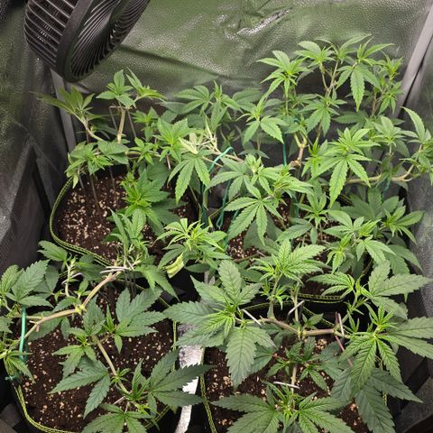 Northern Light Blue 🌌 [TOPPING + LST / SCROG] growlog timeline photo