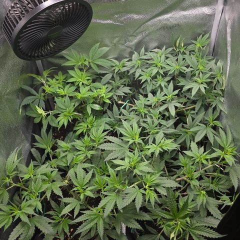 Northern Light Blue 🌌 [TOPPING + LST / SCROG] growlog timeline photo
