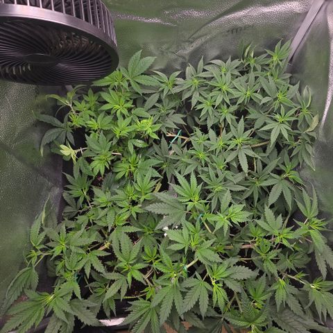 Northern Light Blue 🌌 [TOPPING + LST / SCROG] growlog timeline photo