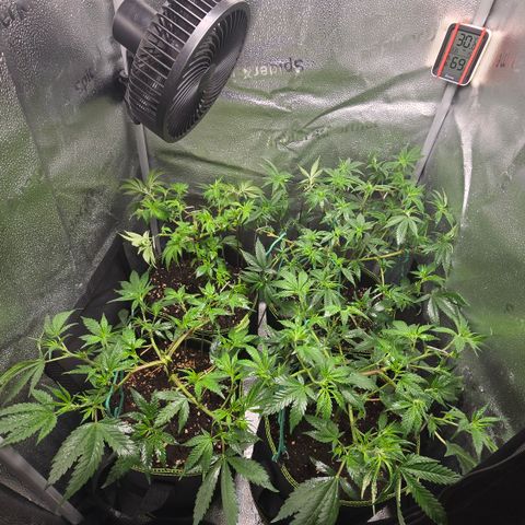 Northern Light Blue 🌌 [TOPPING + LST / SCROG] growlog timeline photo