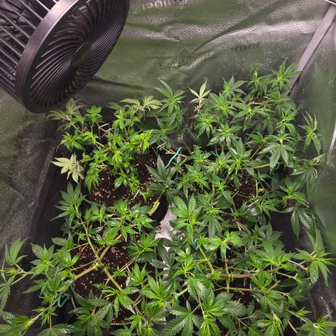 Northern Light Blue 🌌 [TOPPING + LST / SCROG] growlog timeline photo