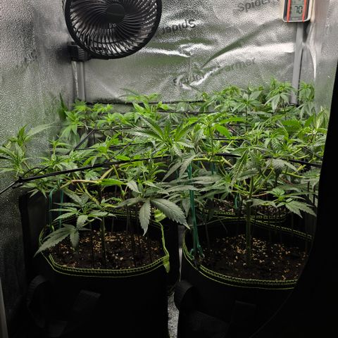 Northern Light Blue 🌌 [TOPPING + LST / SCROG] growlog timeline photo