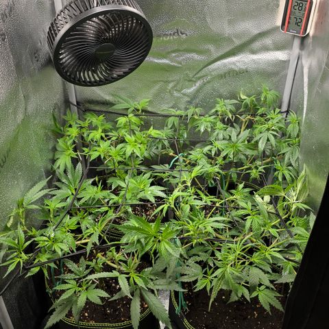 Northern Light Blue 🌌 [TOPPING + LST / SCROG] growlog timeline photo