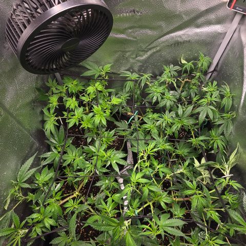 Northern Light Blue 🌌 [TOPPING + LST / SCROG] growlog timeline photo