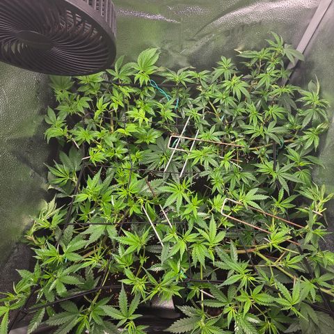 Northern Light Blue 🌌 [TOPPING + LST / SCROG] growlog timeline photo