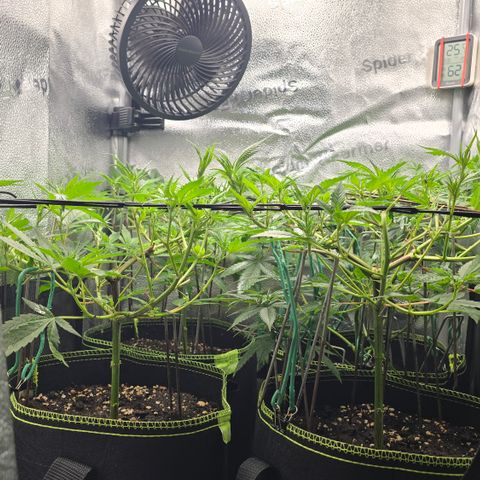 Northern Light Blue 🌌 [TOPPING + LST / SCROG] growlog timeline photo