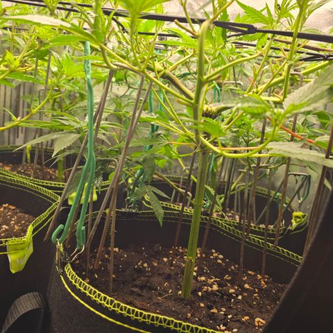 Northern Light Blue 🌌 [TOPPING + LST / SCROG] growlog timeline photo