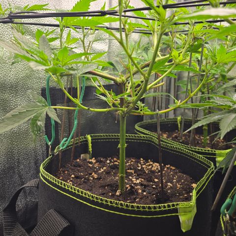 Northern Light Blue 🌌 [TOPPING + LST / SCROG] growlog timeline photo