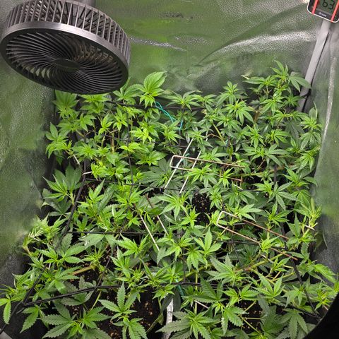 Taffy Tang 🫐 [TOPPING + LST / SCROG] growlog timeline photo