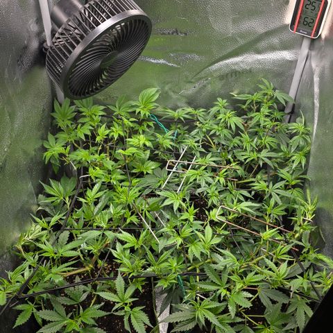 Northern Light Blue 🌌 [TOPPING + LST / SCROG] growlog timeline photo